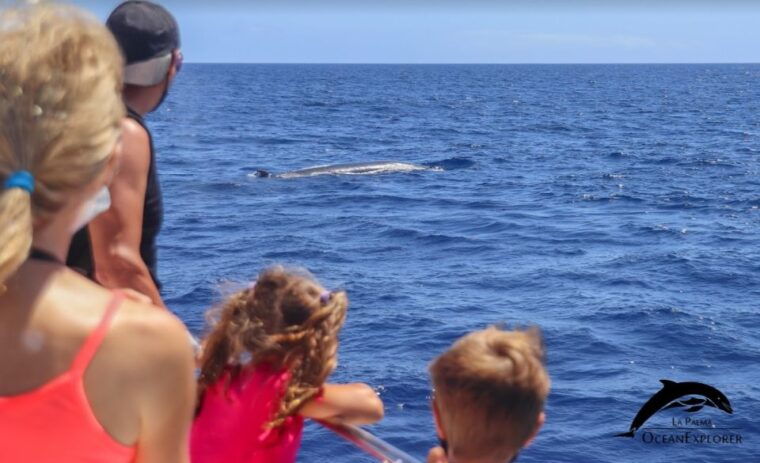 la-palma-3-hour-dolphin-and-whale-watching-experience