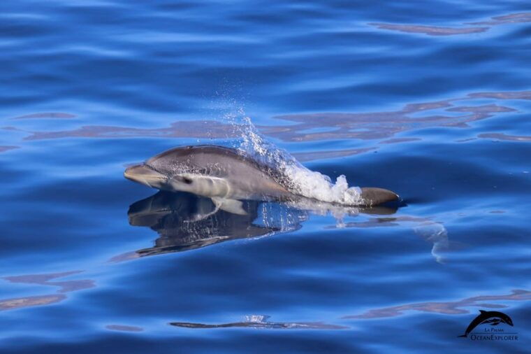 la-palma-bussard-premium-tour-marine-biology-nature