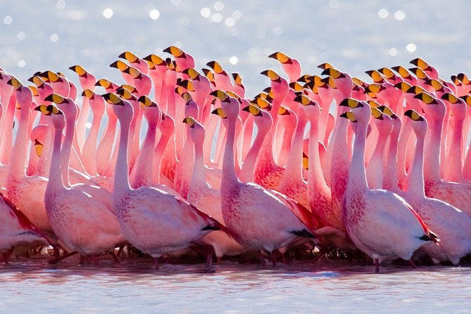 laguna-del-toro-and-flamingo-watching-4wd