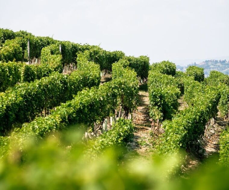 langhe-monferrato-vineyard-tour-and-wine-tasting