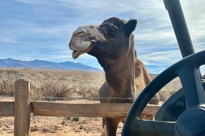 las-vegas-guided-utv-safari-and-zoo-tour