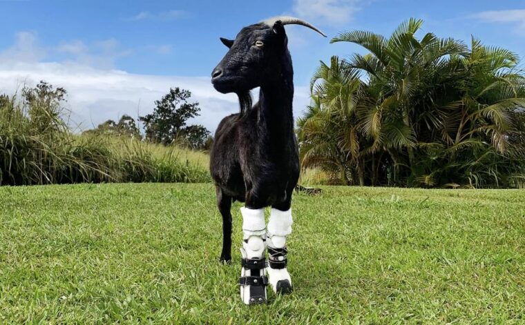 laupahoehoe-farm-animal-sanctuary-private-tour