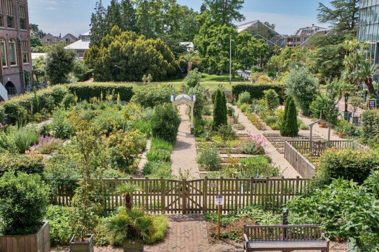 leiden-hortus-botanicus-entry-ticket
