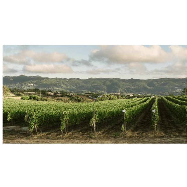 lisbon-private-full-day-wine-tour-with-driver