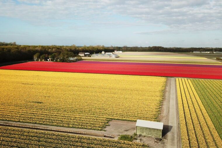 lisse-self-guided-tulip-fields-gps-audio-tour