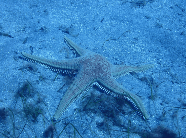 los-cristianos-basic-diver-course