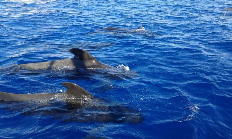 los-cristianos-whale-watching-tour-with-swimming-and-lunch-on-yacht-for-22-passengers