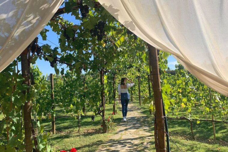 lunch-in-the-garden-and-wine-tasting