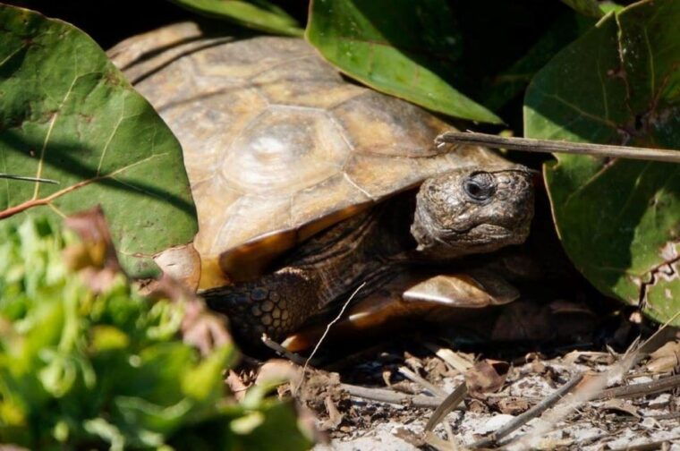 madeira-beach-egmont-key-snorkeling-and-dolphin-cruise