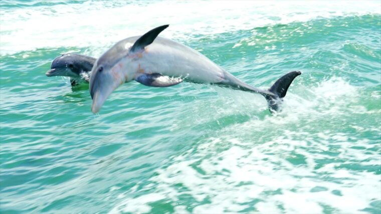 madeira-beach-sightseeing-cruise-to-johns-pass-with-guide