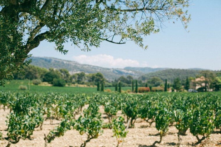 madrid-ribera-and-rioja-wine-private-trip-with-tastings