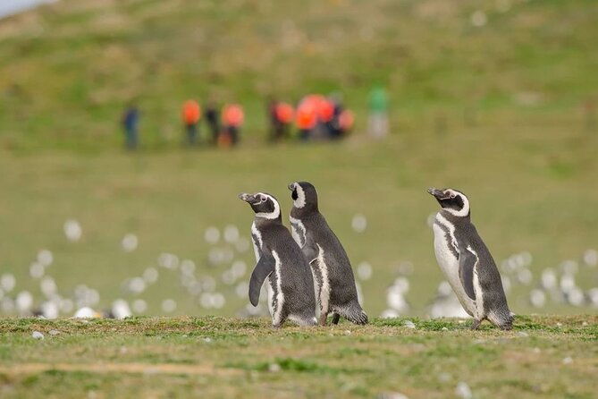 magdalena-island-penguin-boat-tour-and-marta-island