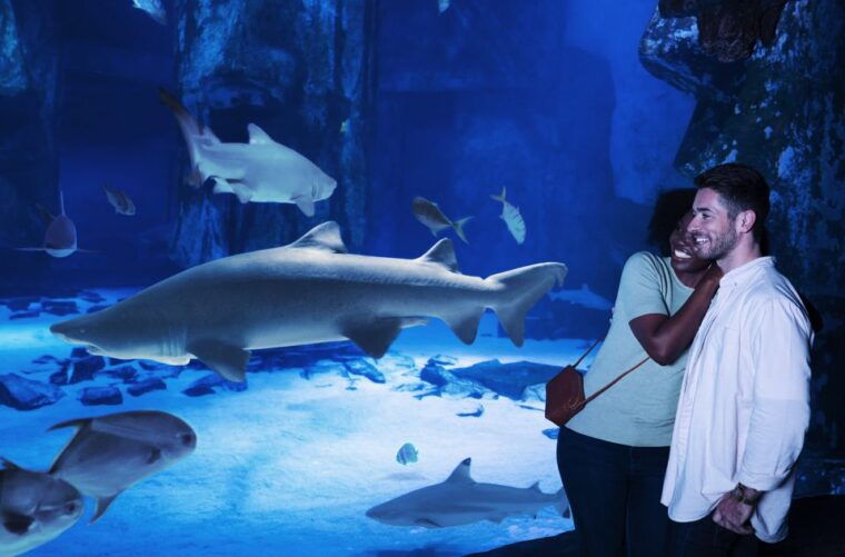 mall-of-america-sea-life-minnesota-aquarium-entry-ticket