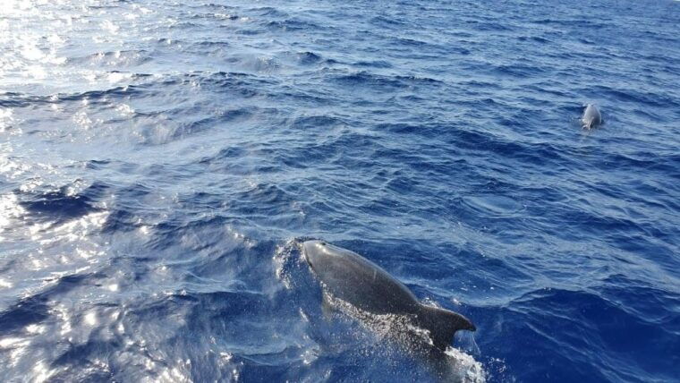 mallorca-2-hour-dolphin-watching-cruise-glass-bottom-boat
