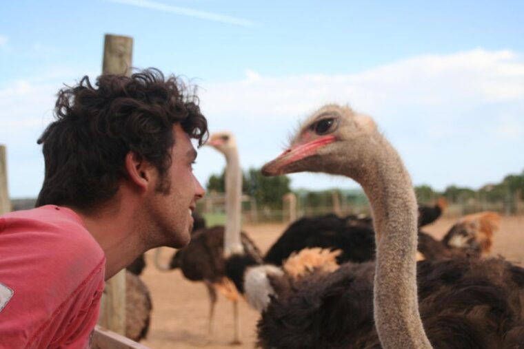 mallorca-artestruz-ostrich-farm-ticket-entrance