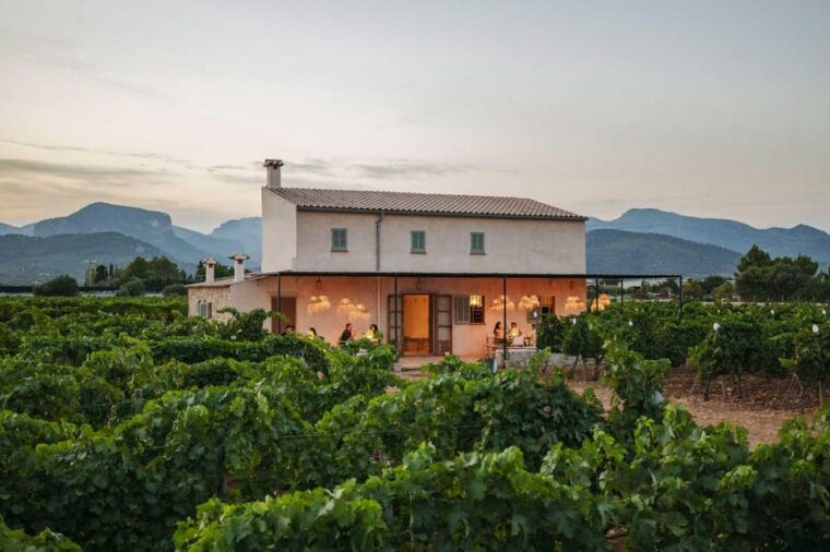 mallorca-sunset-wine-tasting-minibus-tour-english-guide