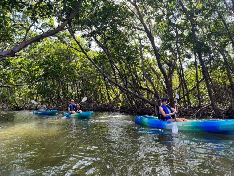 marco-island-kayak-mangrove-ecotour-in-rookery-bay-reserve
