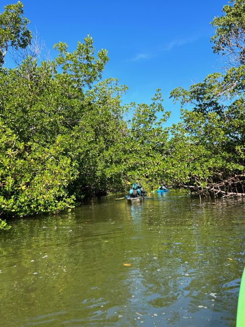 marco-island-mangrove-maze-kayak-tour-2hrs