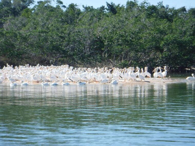 marco-island-ten-thousand-islands-shelling-dolphin-tour