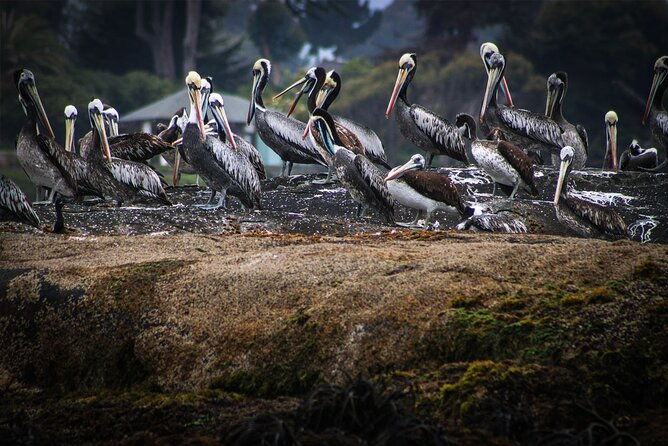 marine-life-flavors-of-the-pacific-full-day-private-tour