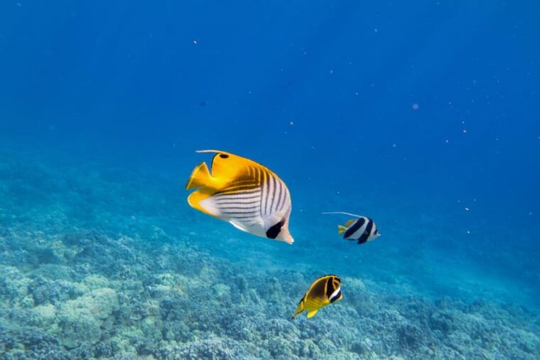 maui-3-5-hour-molokini-snorkel-experience