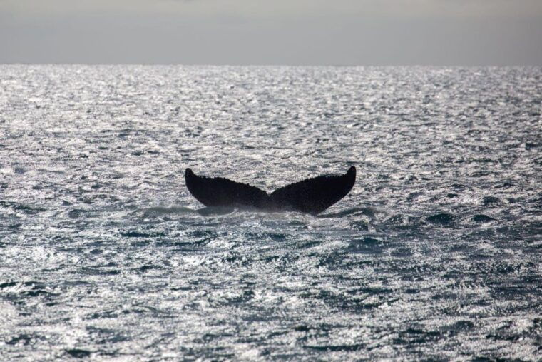 maui-alii-nui-whale-watch-catamaran-sail
