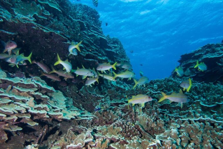 maui-beginner-discovery-scuba-dive-excursion-from-lahaina