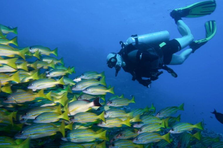maui-eco-friendly-conservation-scuba-dive-certified-divers
