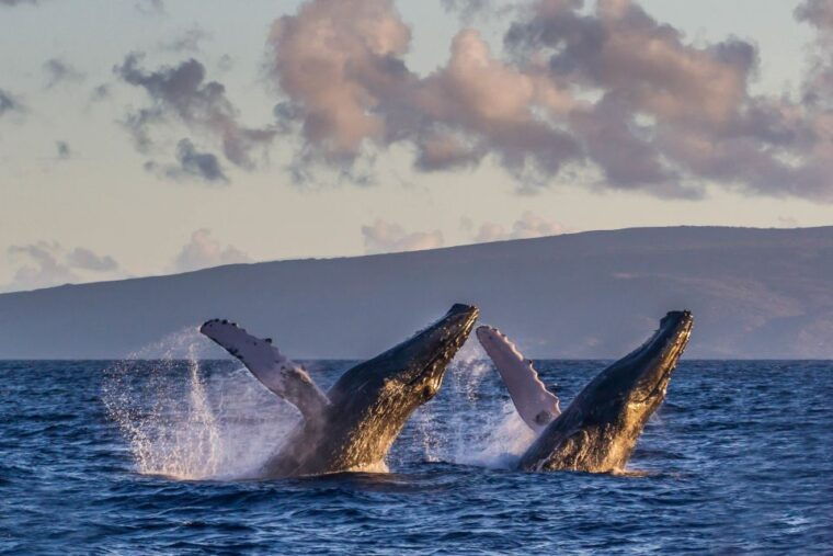 maui-eco-friendly-whale-watching-tour-from-maalaea-harbor