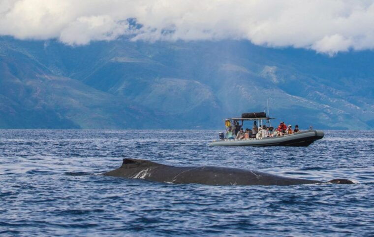 maui-guided-whale-watching-tour-on-eco-raft