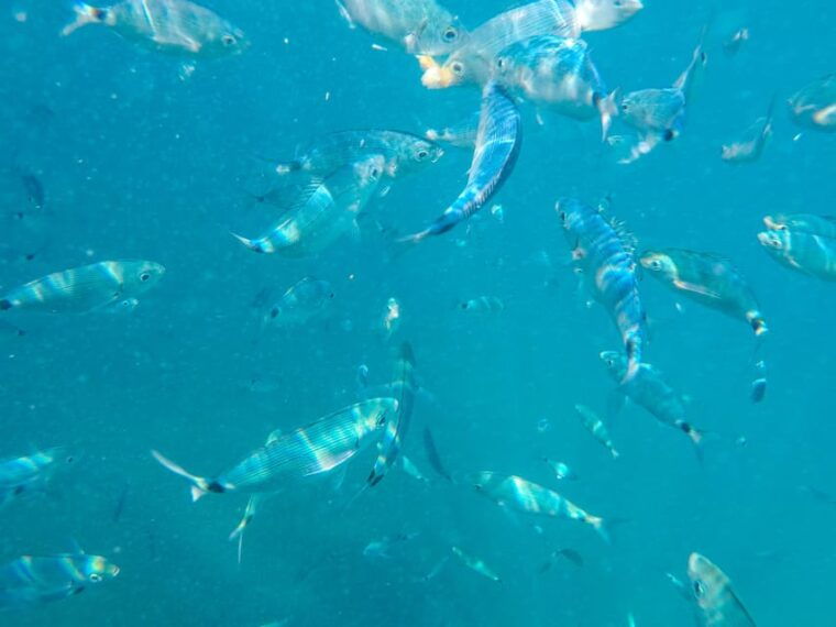 medulin-private-glass-bottom-boat-tour-to-levan-island-2
