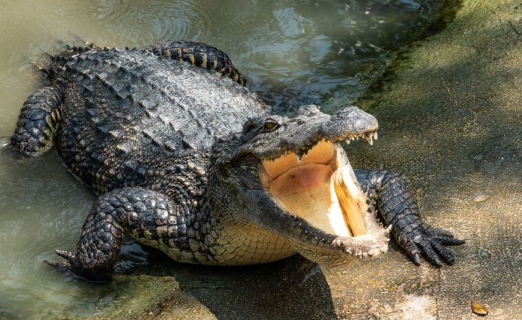 miami-half-day-everglades-tour-in-french