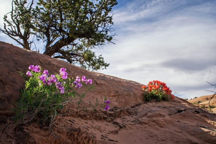 moab-fins-and-things-canyoneering-adventure-tour
