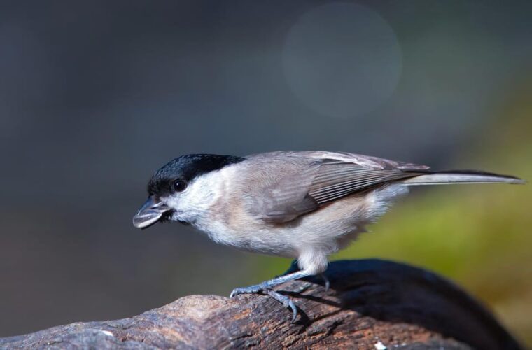 monferrato-birdwatching-and-wildlife-photography-experience