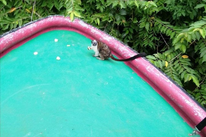 monkey-island-gatun-lake-adventure