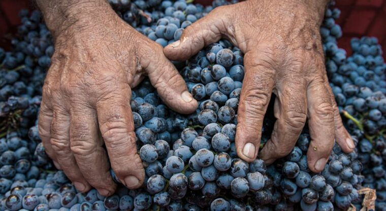 montalcino-brunello-wine-tasting-lunch-in-a-tuscan-castle