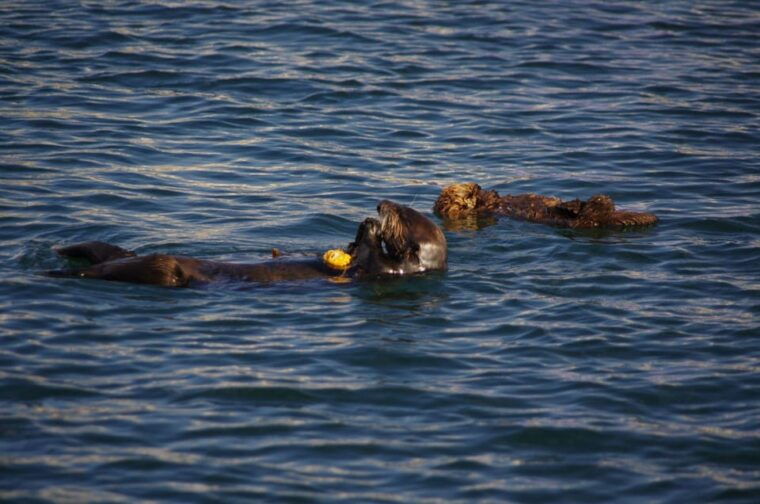 monterey-private-whale-watching-sailing-tour-for-6