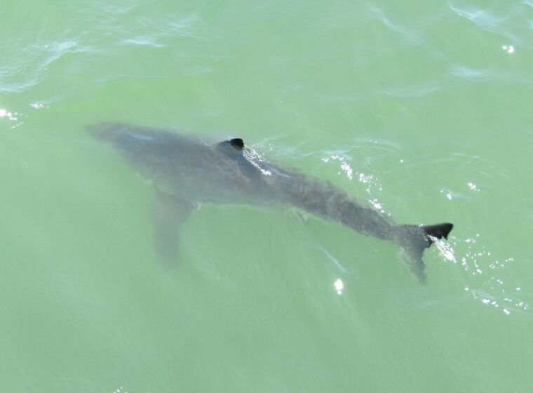 monterey-whale-watching-cruise