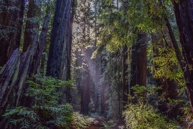 muir-woods-with-napa-sonoma-wine-tour-alcatraz-aquarium-access