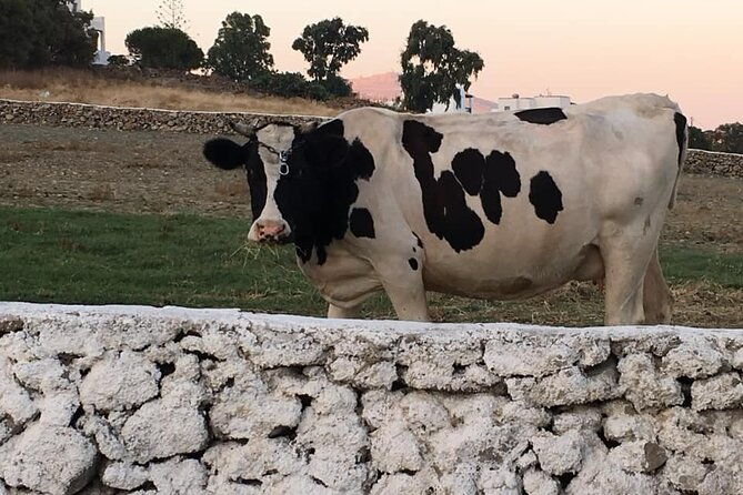 mykonian-farm-experience