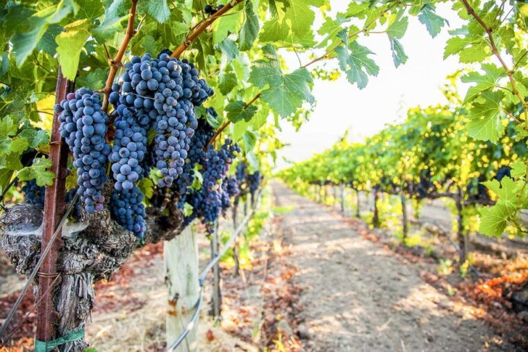 napa-valley-guided-wine-tour-with-picnic-lunch