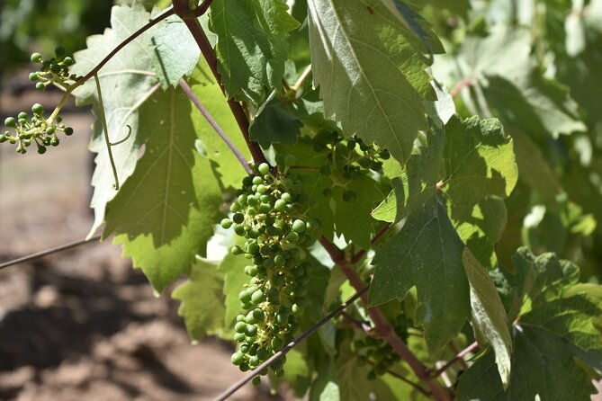 napa-valley-wine-tasting-tour-6-to-8-hours-max-14-passenger