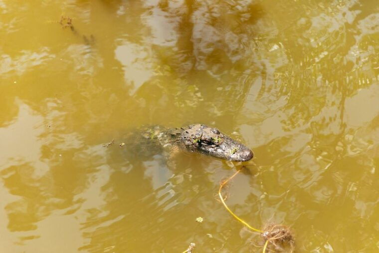 new-orleans-bayou-tour-in-jean-lafitte-national-park