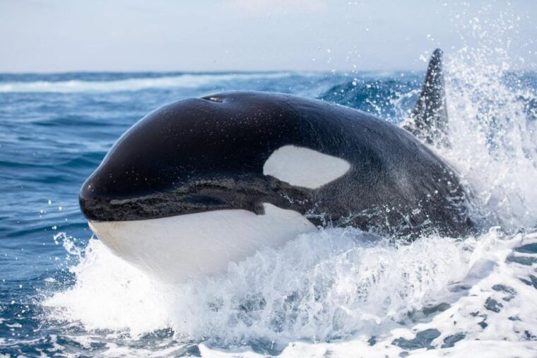 newport-beach-luxury-whale-watching-catamaran-cruise
