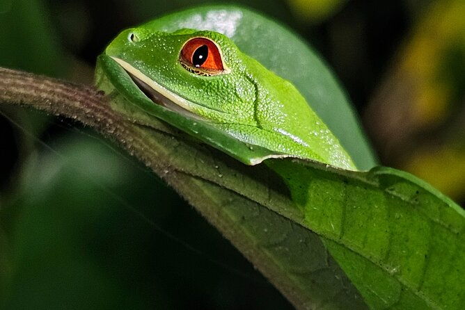 night-tour-experience-in-tortuguero