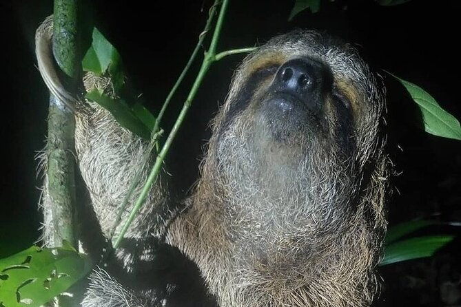 night-walk-manuel-antonio-tour