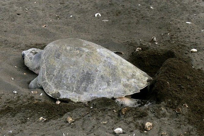 nocturnal-turtles-watching-near-tamarindo-beach