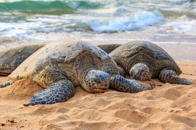 oahu-circle-island-tour