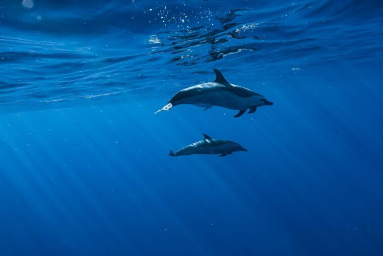 oahu-dolphin-swim-and-snorkeling-speedboat-tour