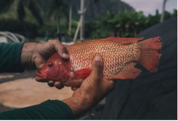 oahu-kualoa-movie-sites-jungle-and-buffet-tour-package